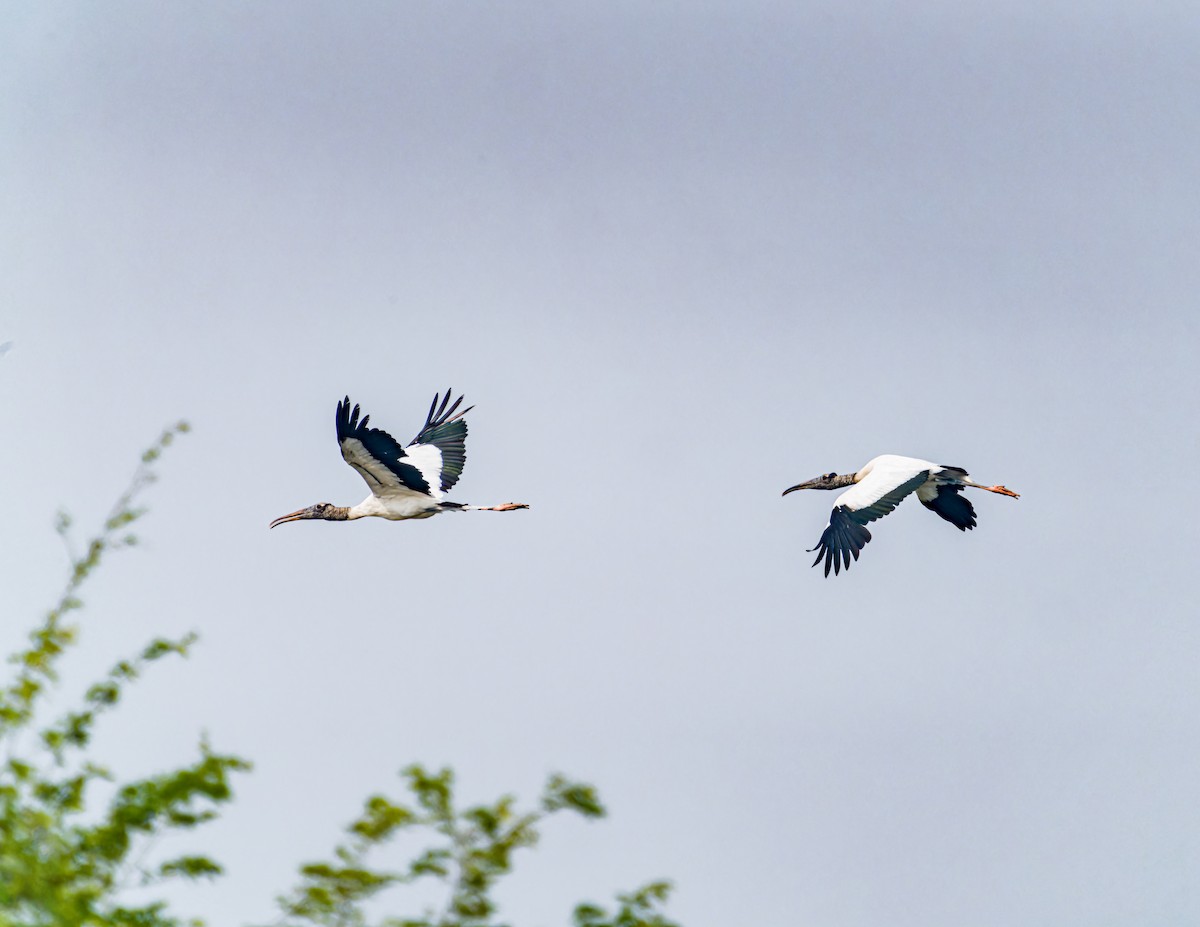 Wood Stork - ML620658769