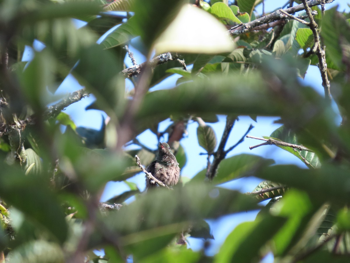 kolibřík zelenobřichý - ML620658772