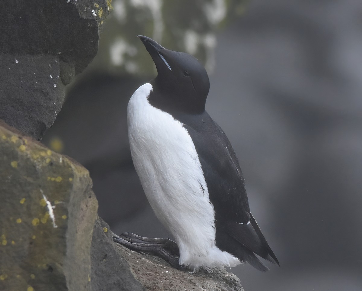 Thick-billed Murre - ML620658790