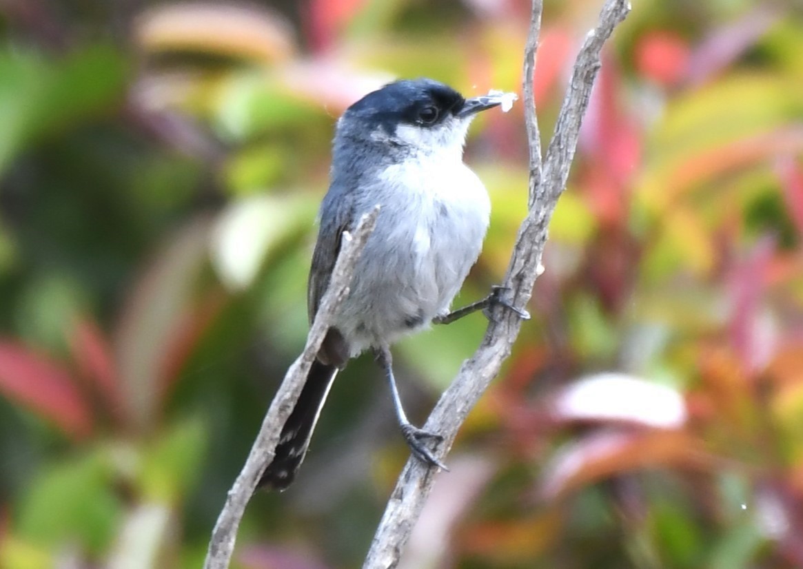 California Gnatcatcher - ML620658794