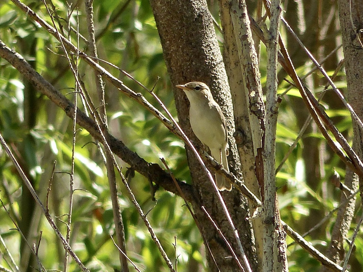 Eastern Olivaceous Warbler - ML620658802