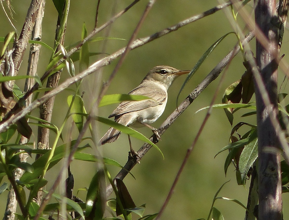 Eastern Olivaceous Warbler - ML620658803