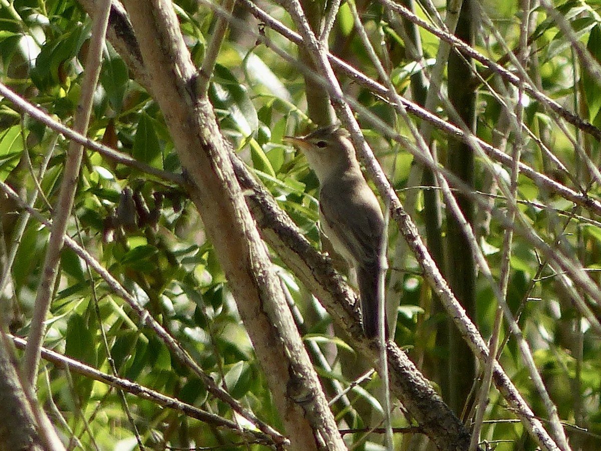 Eastern Olivaceous Warbler - ML620658805