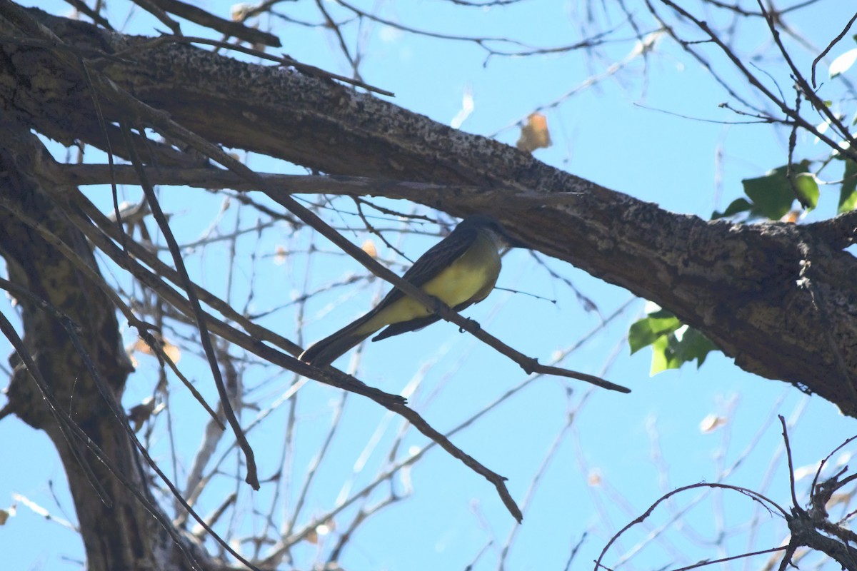 Tropical Kingbird - ML620658806