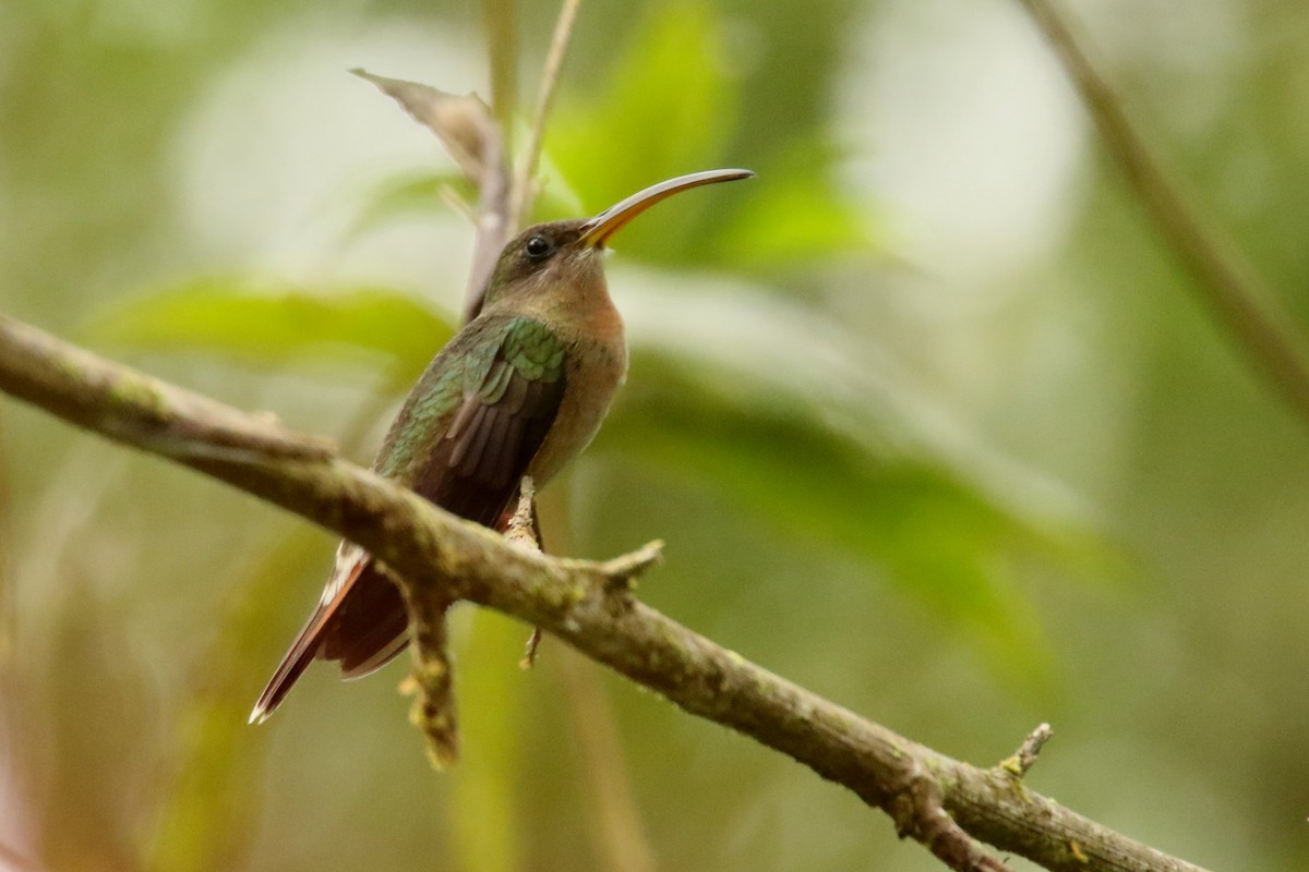 Rufous-breasted Hermit - ML620658818