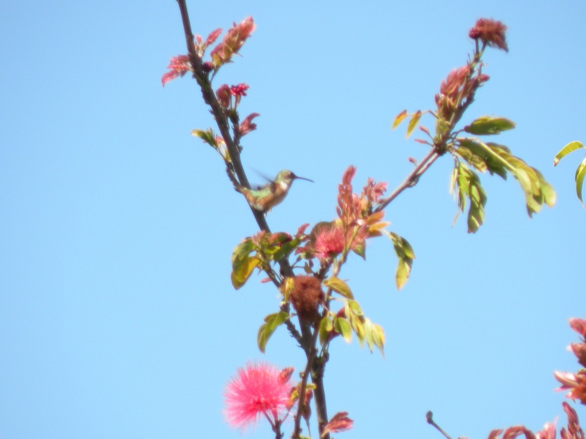 Colibrí Rufo - ML620658819