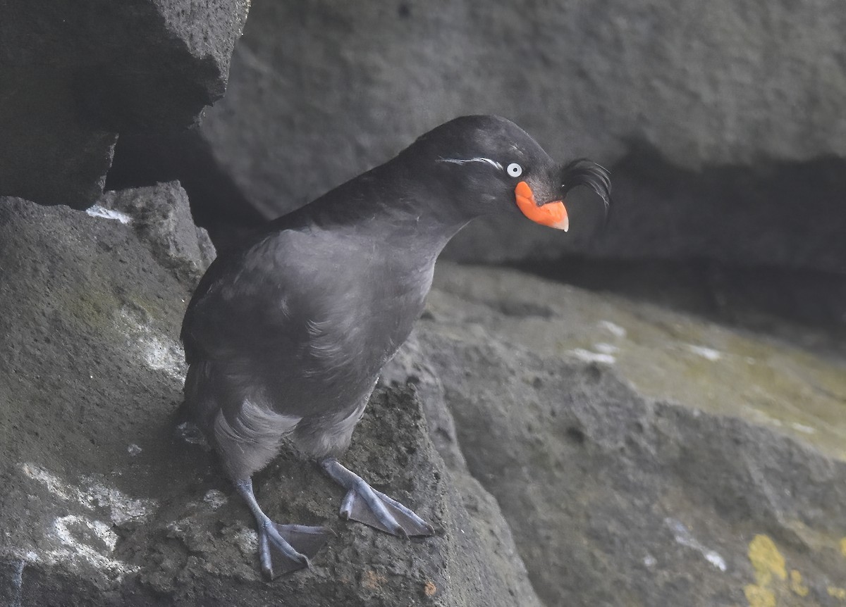 Crested Auklet - ML620658821