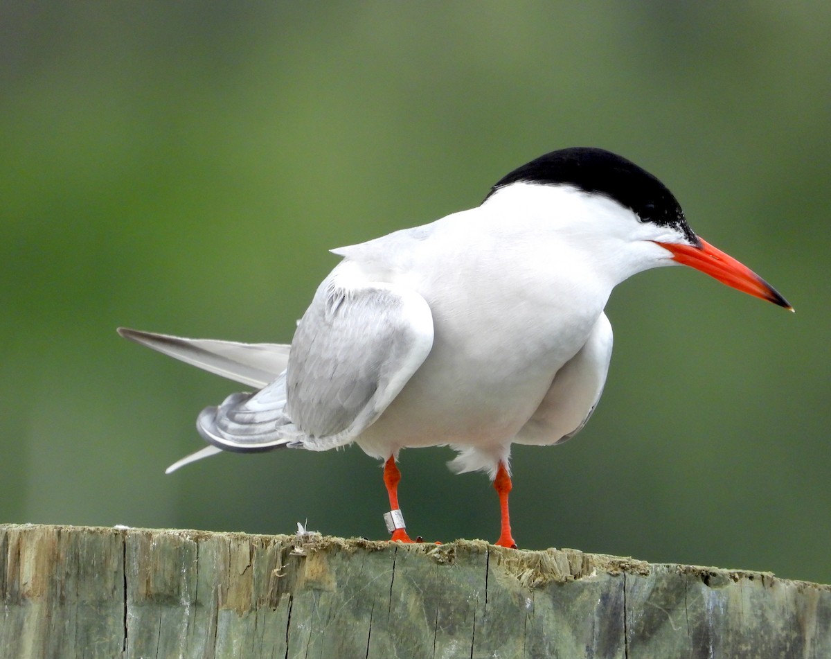 Common Tern - ML620658825