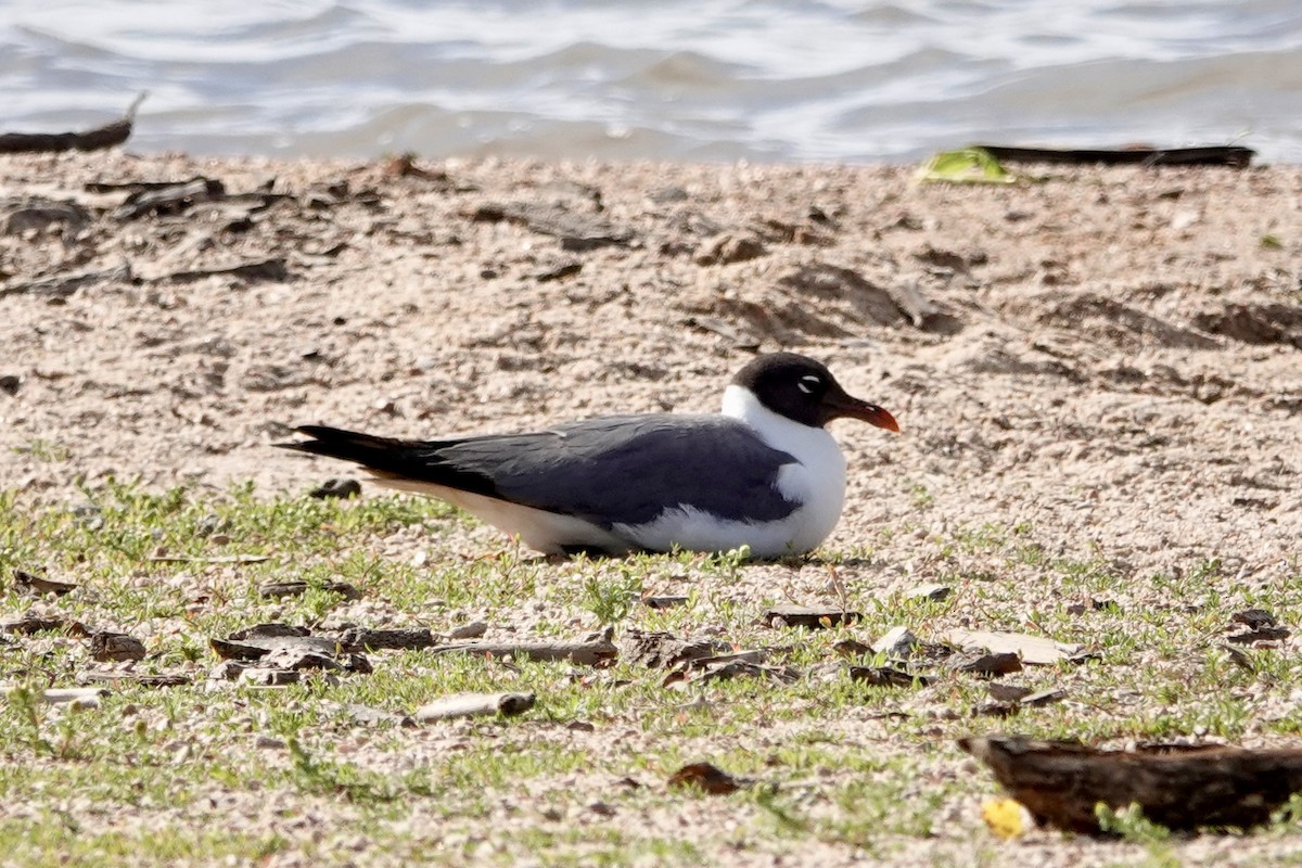 Mouette atricille - ML620658829