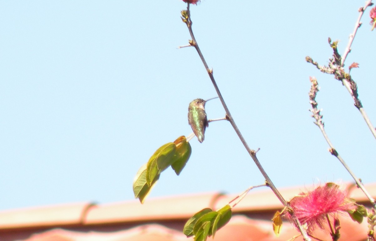 Rufous Hummingbird - ML620658830