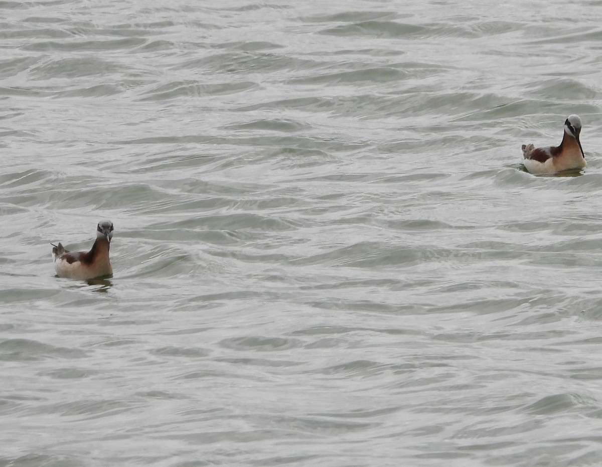 langnebbsvømmesnipe - ML620658833