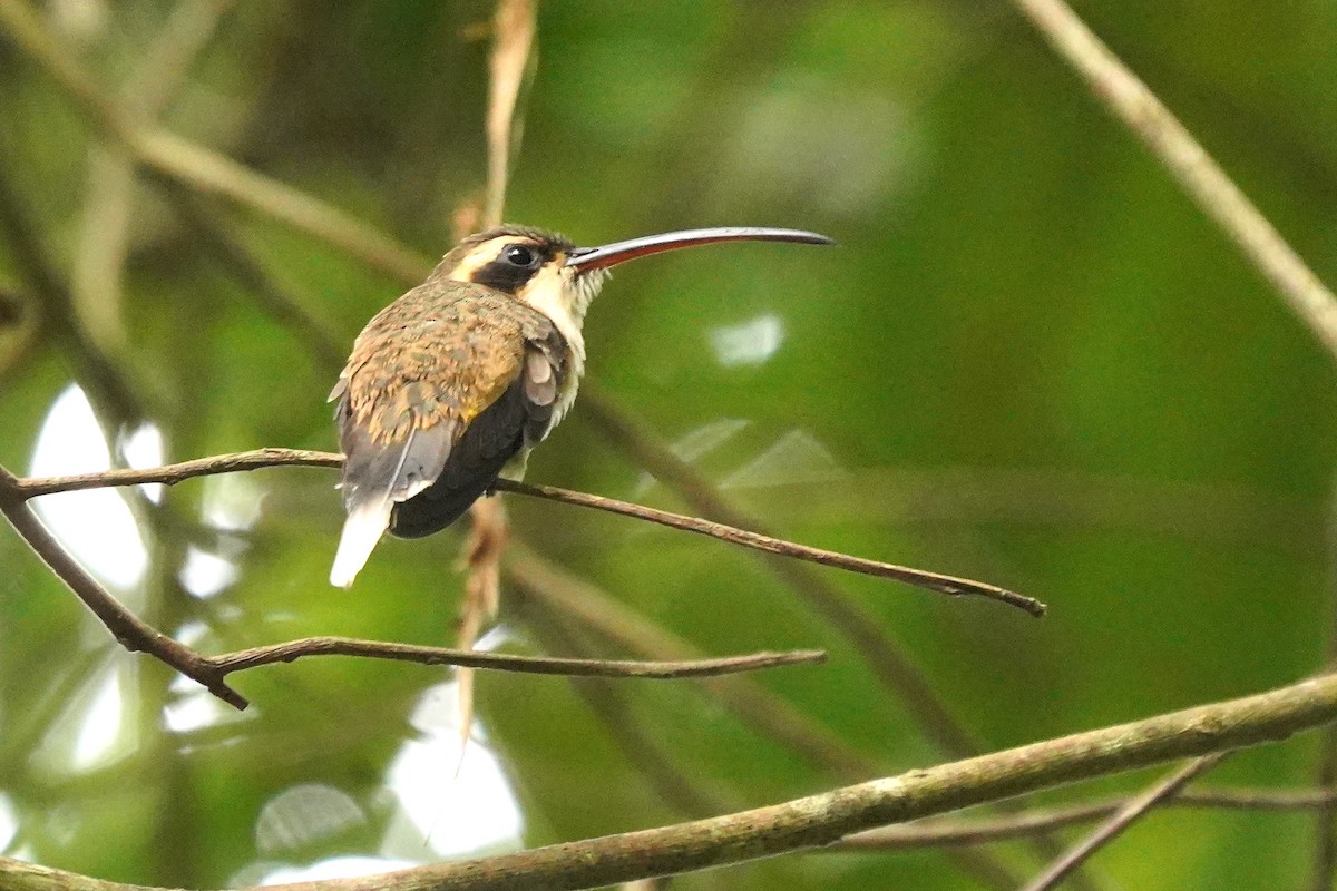 Pale-bellied Hermit - ML620658834