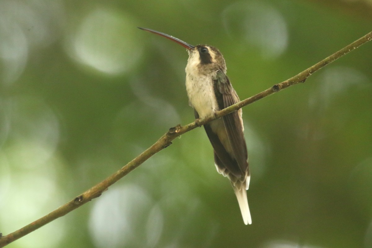 kolibřík proužkohrdlý - ML620658838