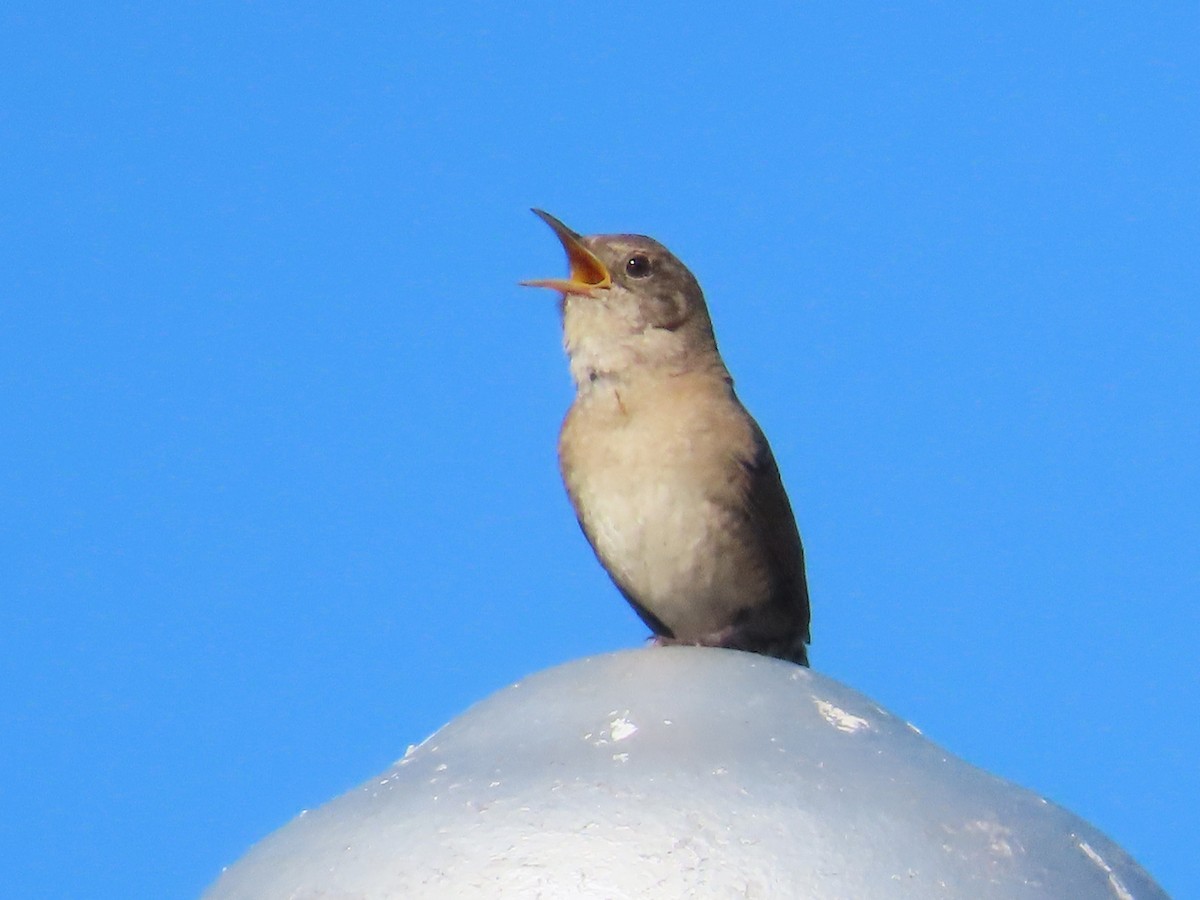 House Wren - ML620658841