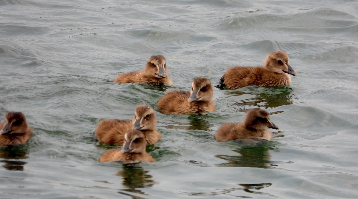 Common Eider - ML620658845