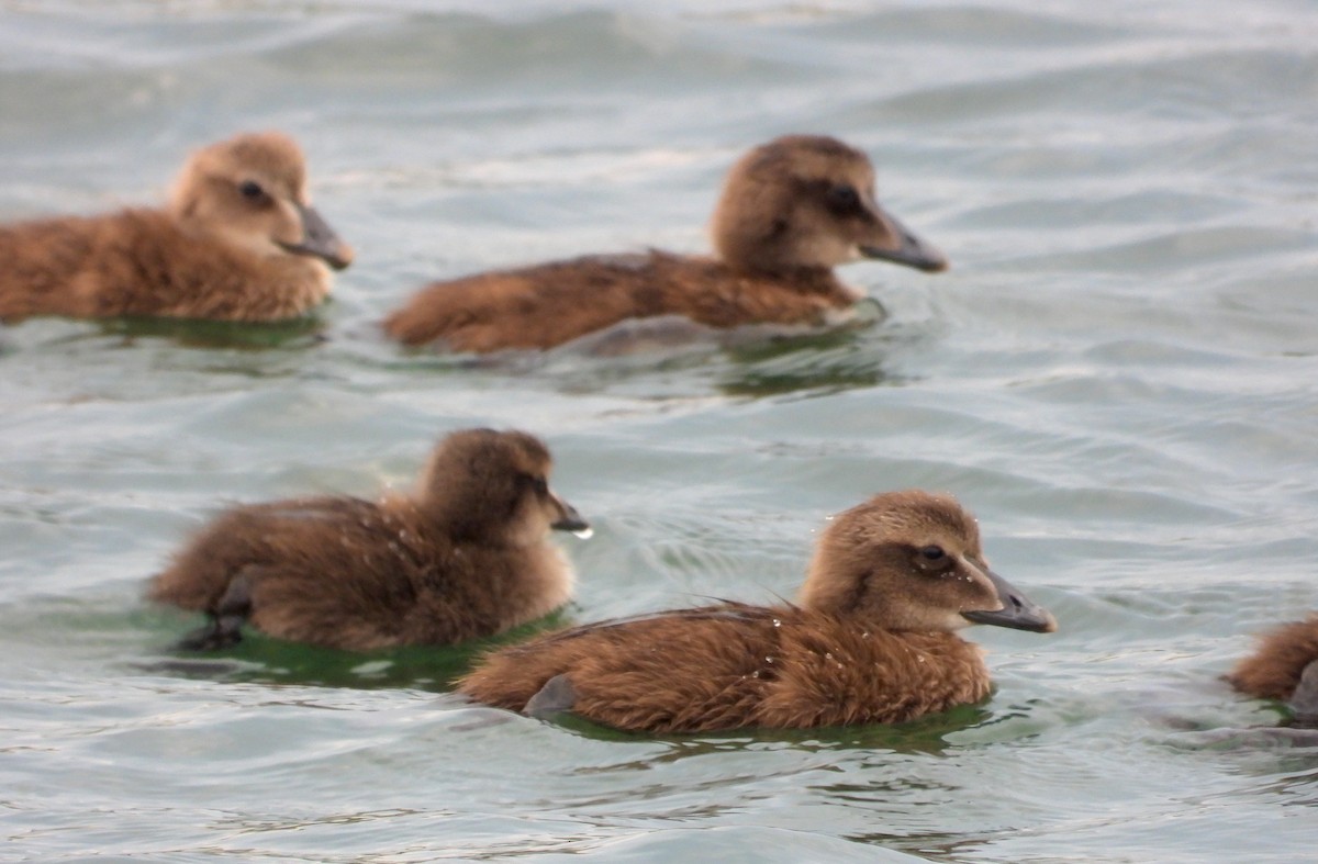 Common Eider - ML620658846