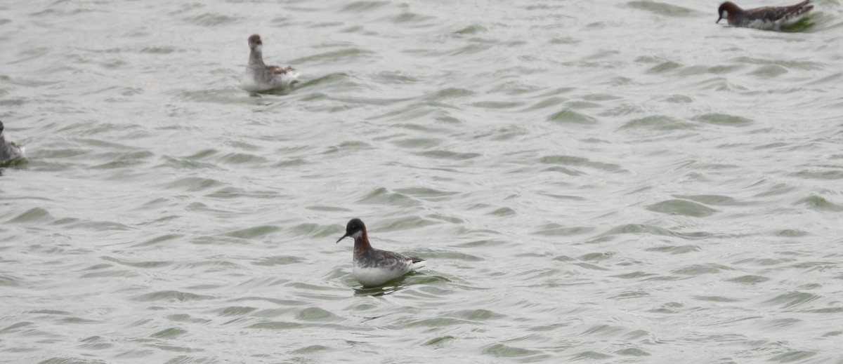 Нарийн сэлээхэй - ML620658847