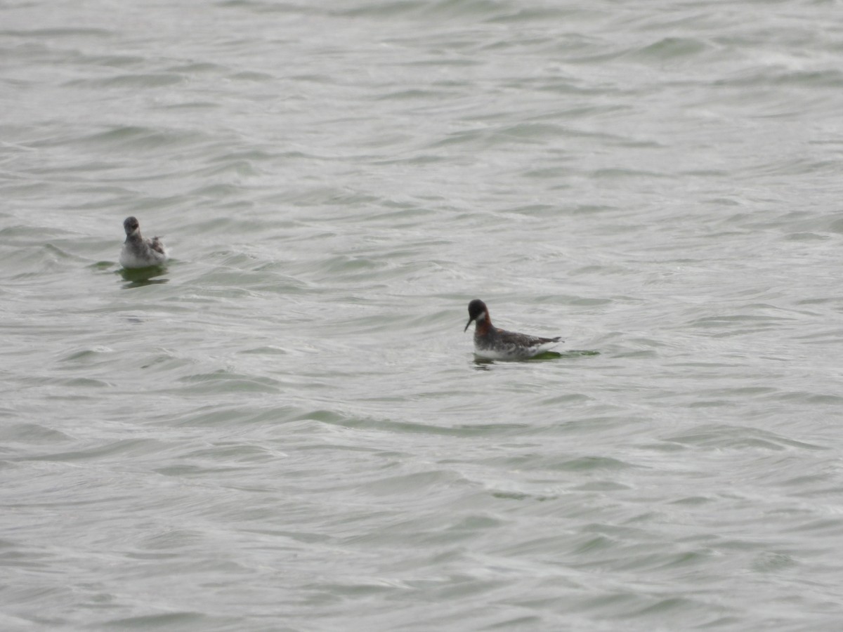 Нарийн сэлээхэй - ML620658848