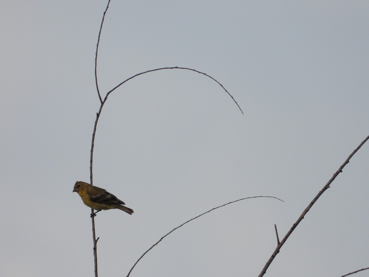 Lesser Goldfinch - ML620658849