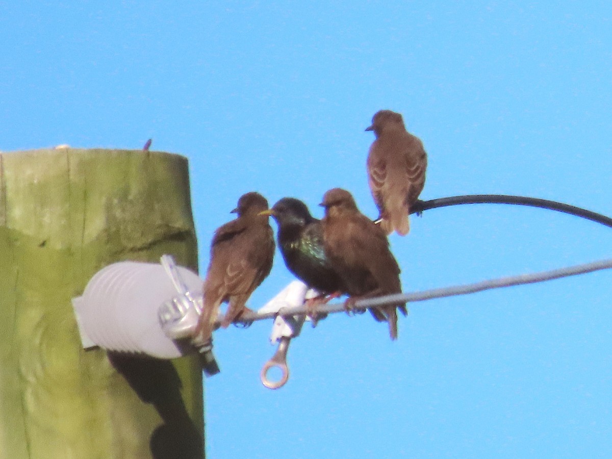 European Starling - ML620658850