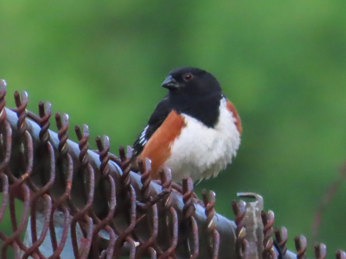 Eastern Towhee - ML620658856