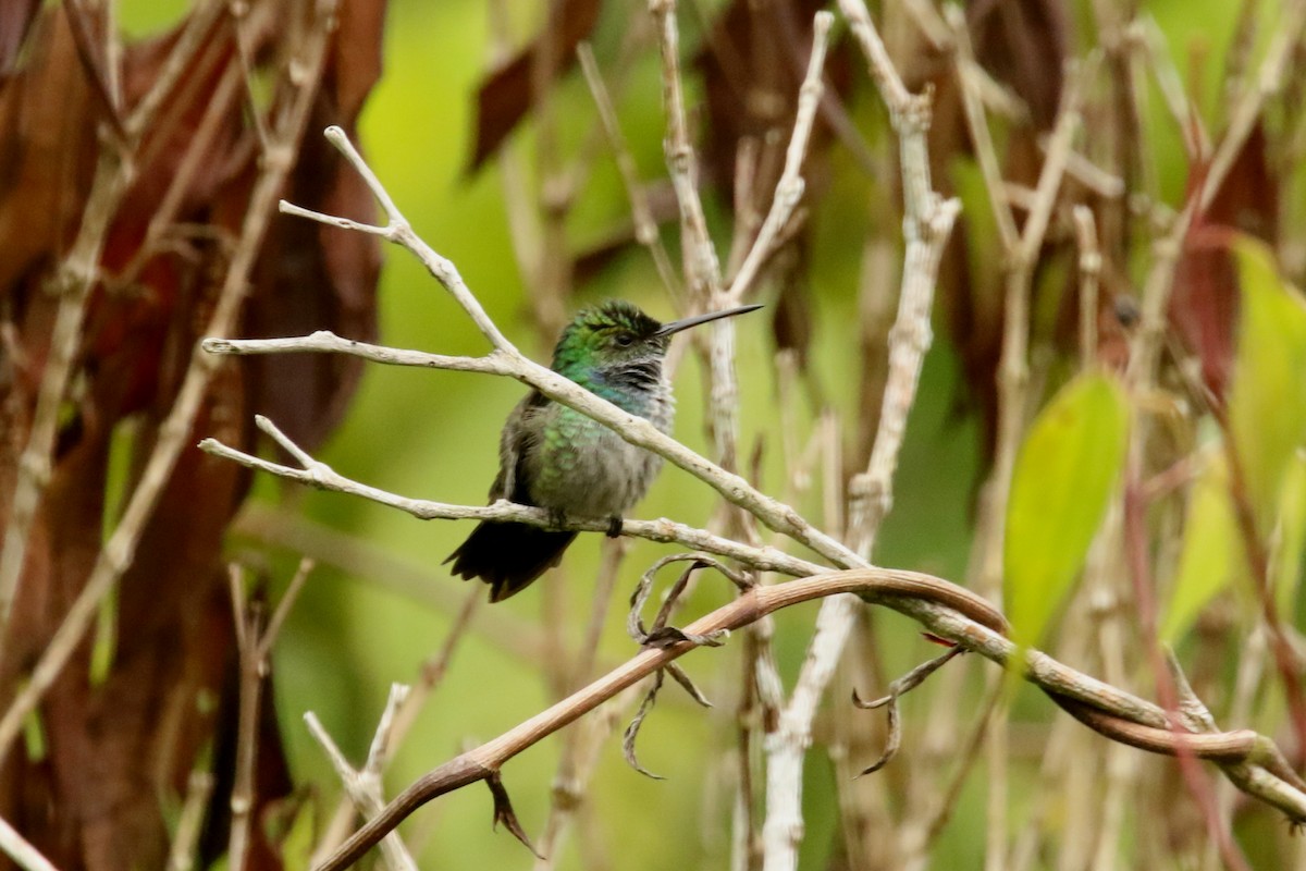 Blue-chested Hummingbird - ML620658857