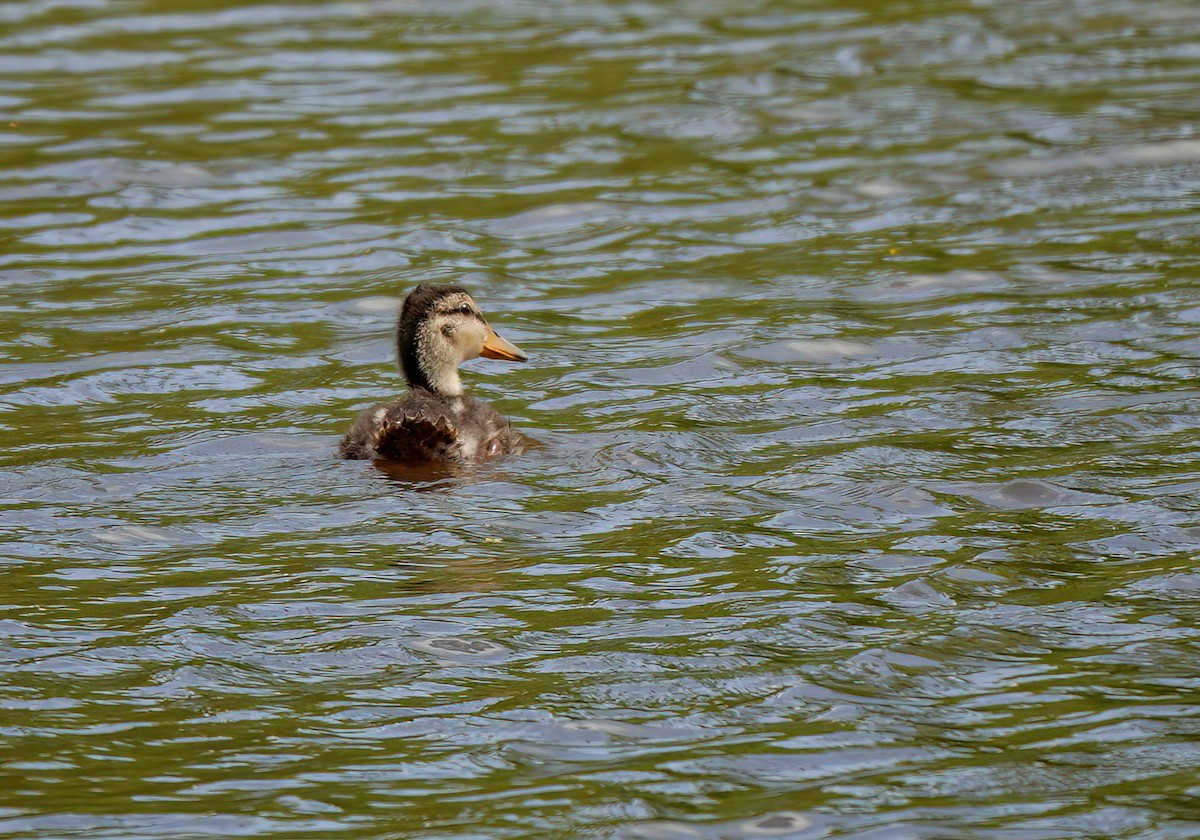 Canard colvert - ML620658865