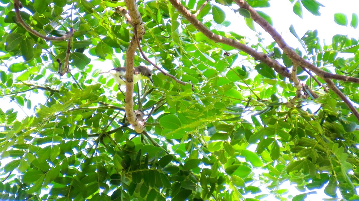 Golden-bellied Gerygone - ML620658877