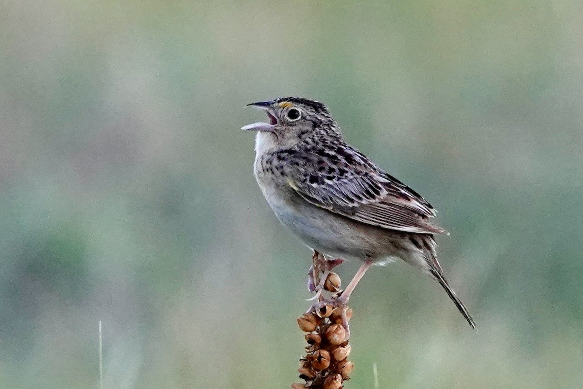 Grasshopper Sparrow - ML620658880