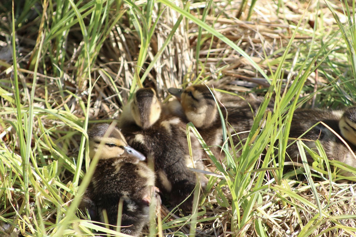 Mallard - Anne R.