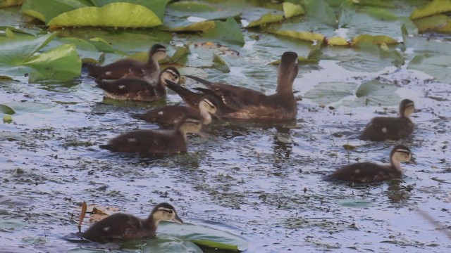 Wood Duck - ML620658919