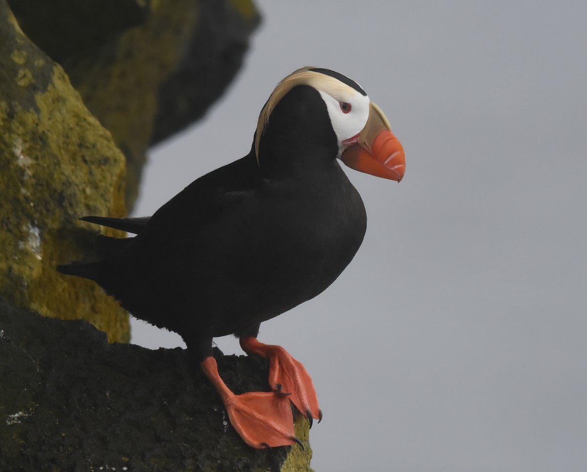 Tufted Puffin - ML620658920