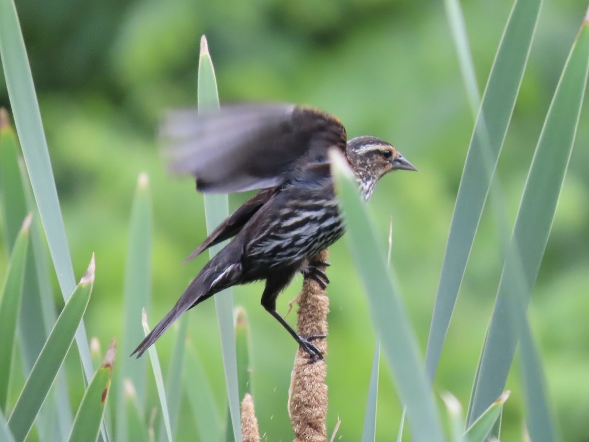 Red-winged Blackbird - ML620658921