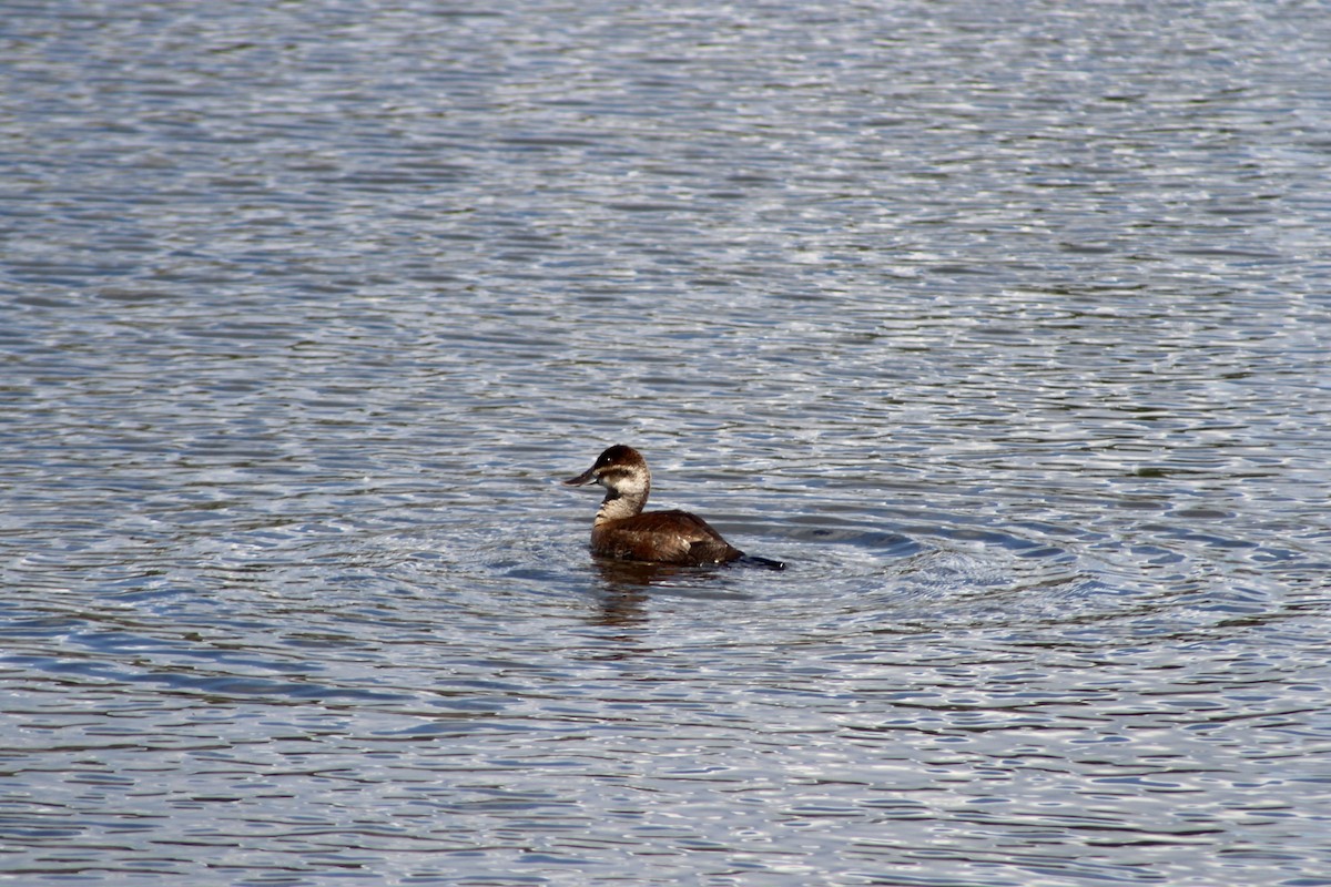 Ruddy Duck - ML620658924