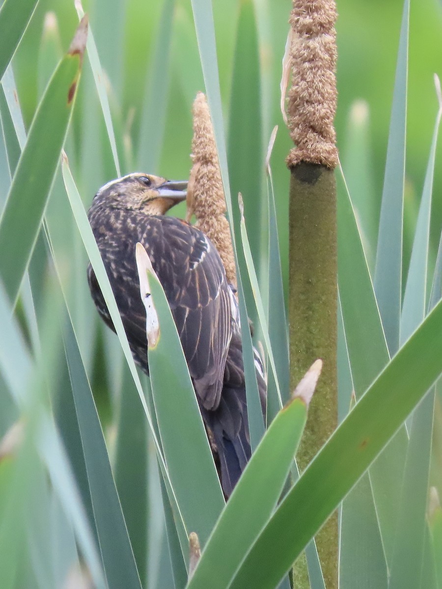 Red-winged Blackbird - ML620658927