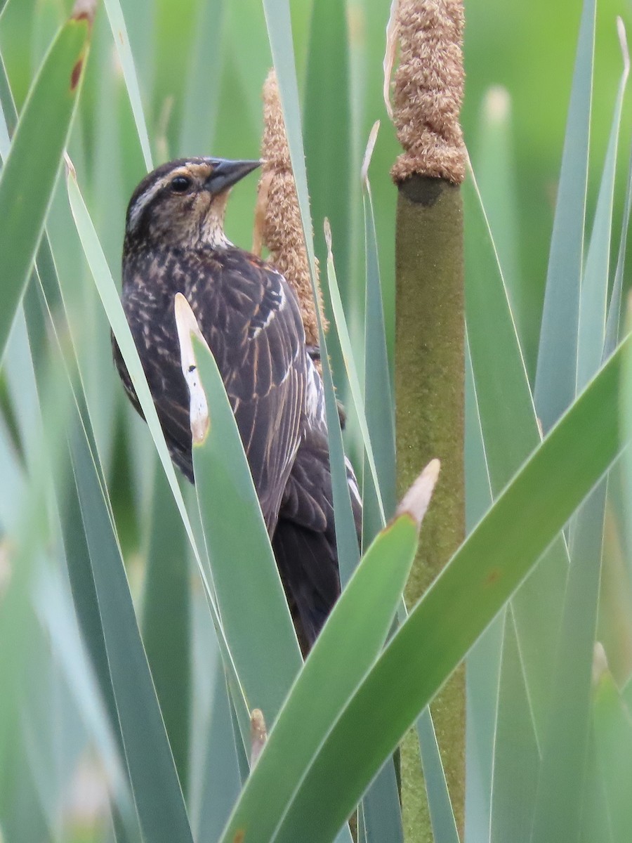 Red-winged Blackbird - ML620658928