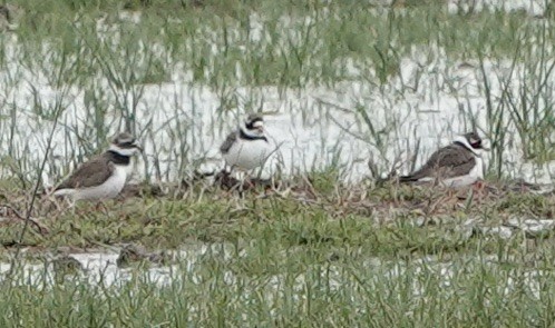 Common Ringed Plover - ML620658929