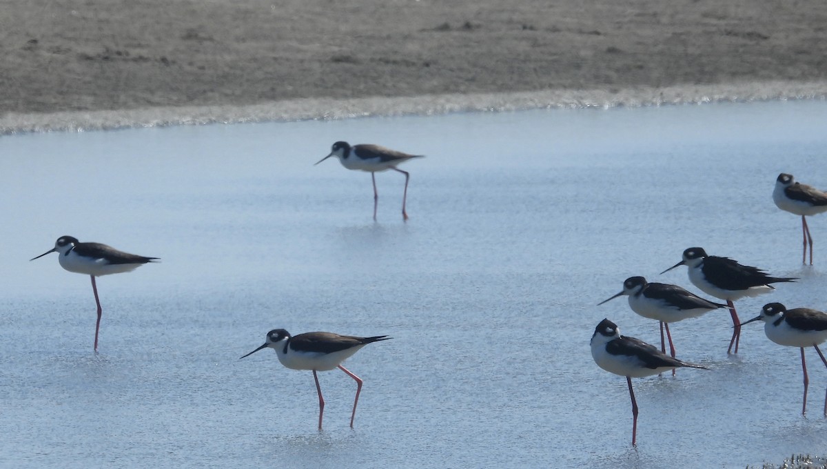 Black-necked Stilt - ML620658930