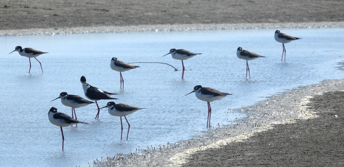 Black-necked Stilt - ML620658934