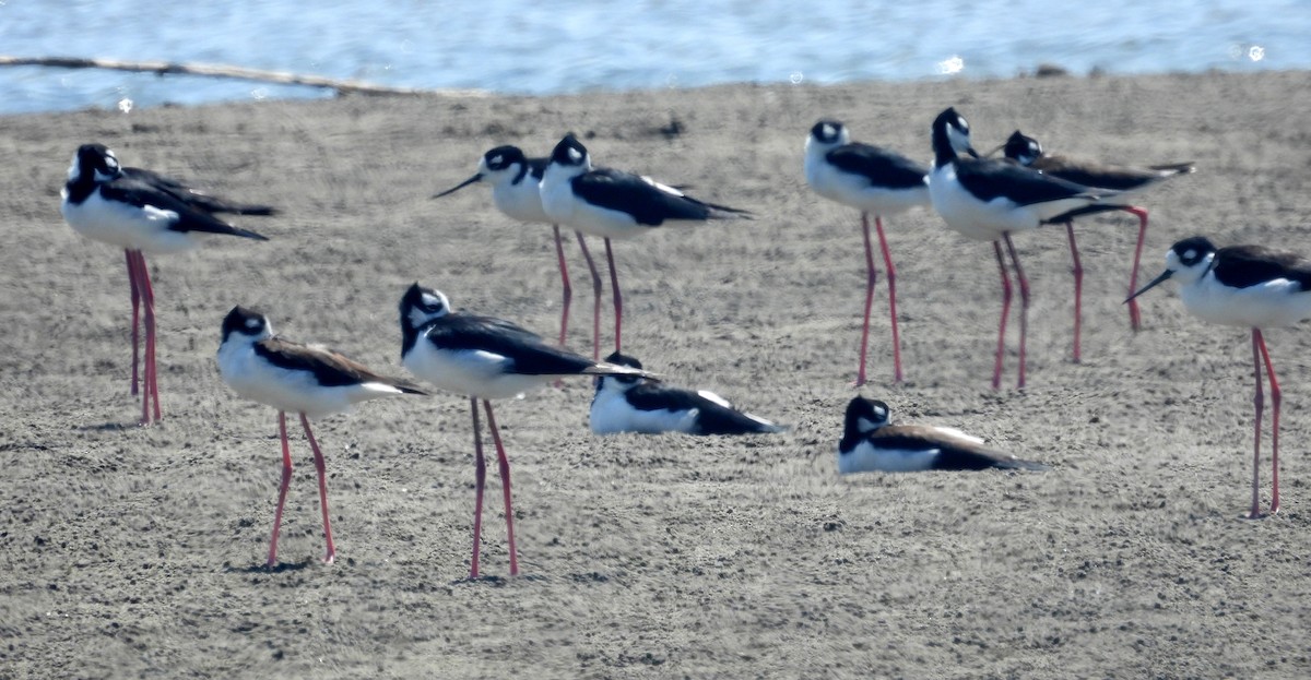 Black-necked Stilt - ML620658936