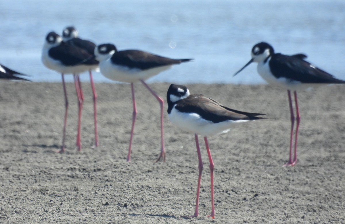 Black-necked Stilt - ML620658937