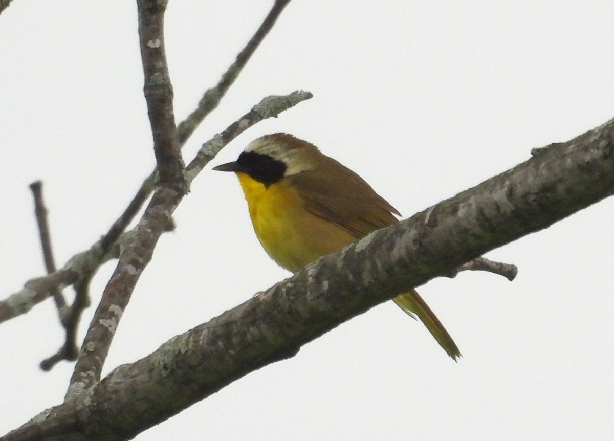 Paruline masquée - ML620658938