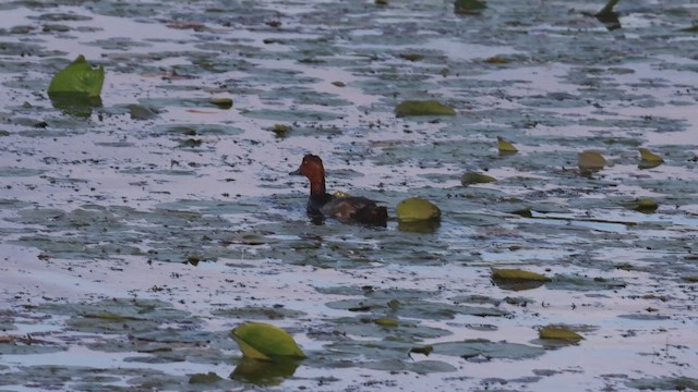 Fuligule à tête rouge - ML620658939