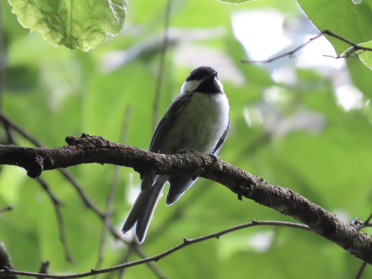 Carolina Chickadee - Tim Carney