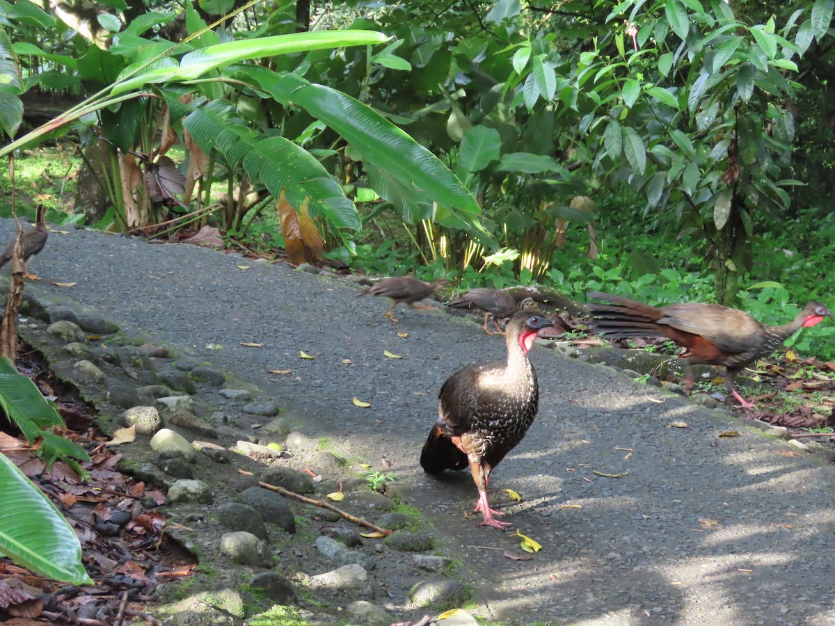 Crested Guan - Jeff  Witters