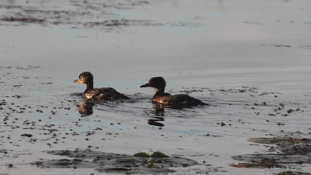 Hooded Merganser - ML620658946