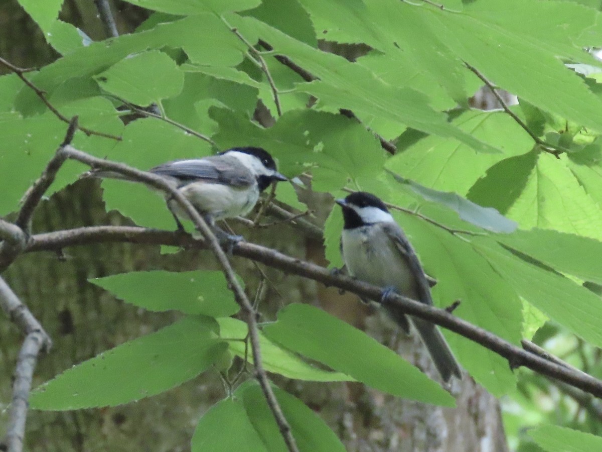 Carolina Chickadee - ML620658949