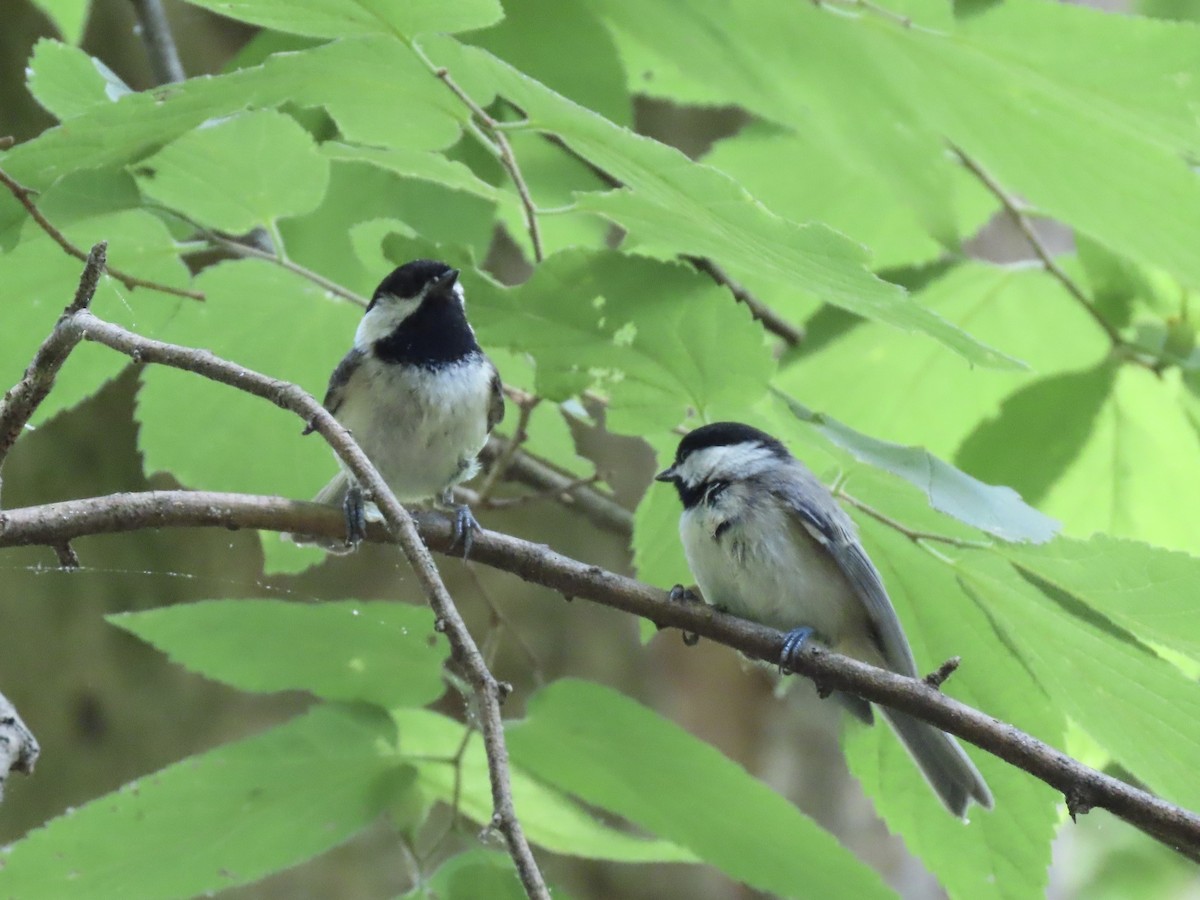 Carolina Chickadee - ML620658950