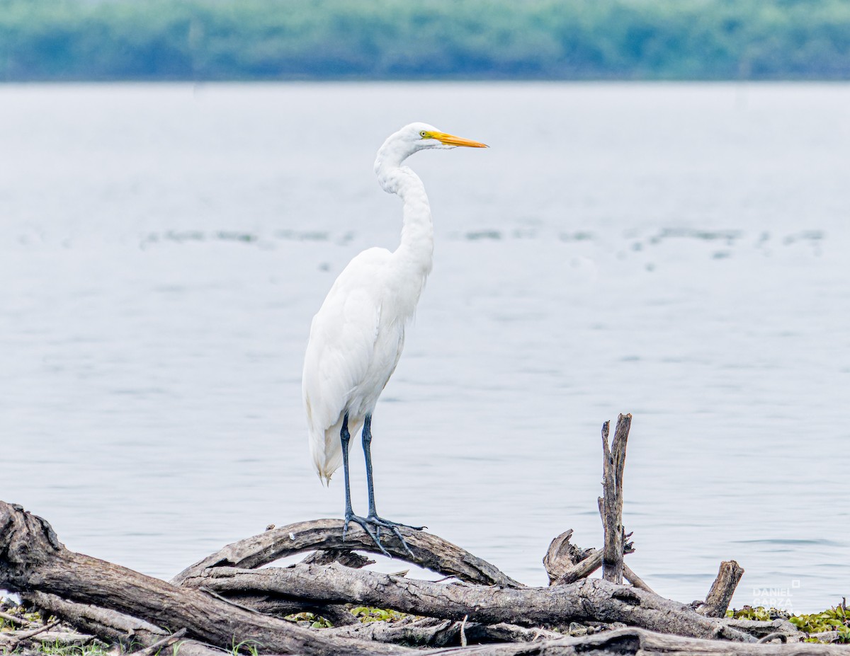 Great Egret (American) - ML620658952