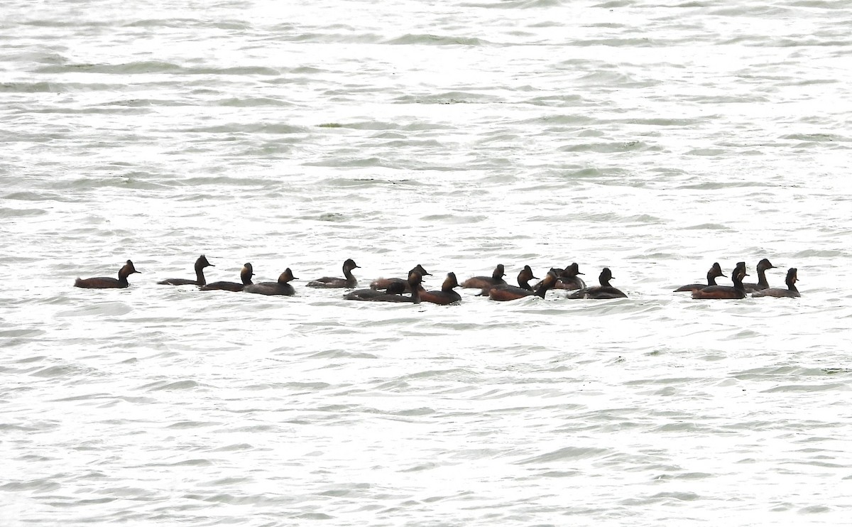 Халтар шунгуур - ML620658953